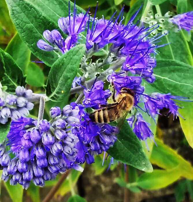 bee on Caryopteris x clandonensis, Sept 6 2017
