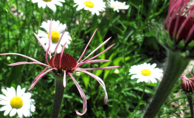 Echinacea pallida July 2 2017