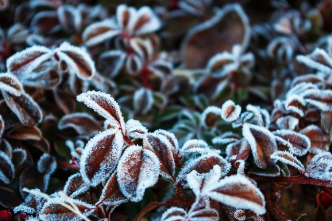 Cotoneaster leaves January 29 2018
