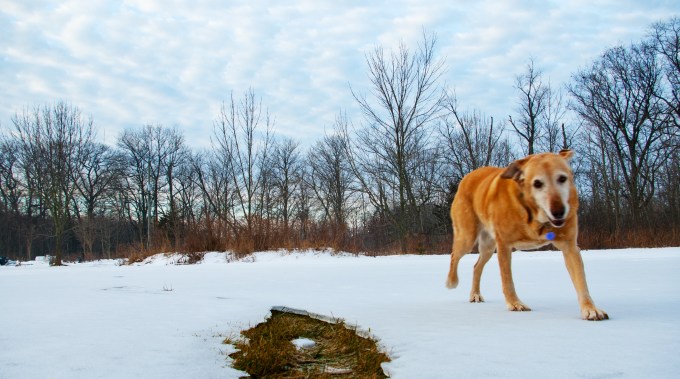 Happy Puppy January 21 2018