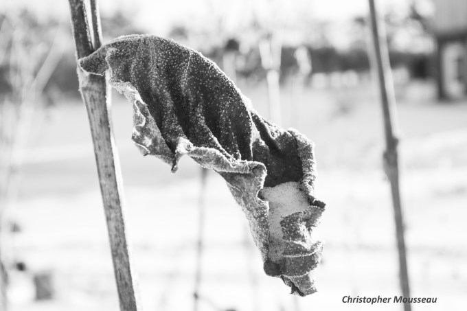 silphium perfoliatum weather leaf January 2018 b & w