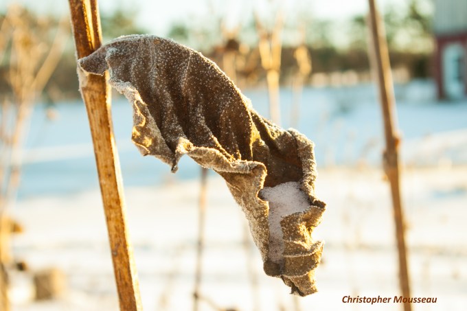 silphium perfoliatum weather leaf January 2018