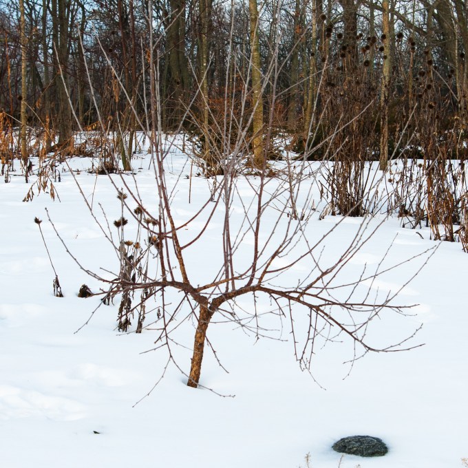 Sour Cherry before pruning January 21 2018