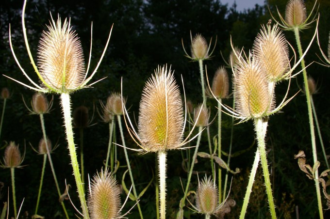 Thistles January 1 2010