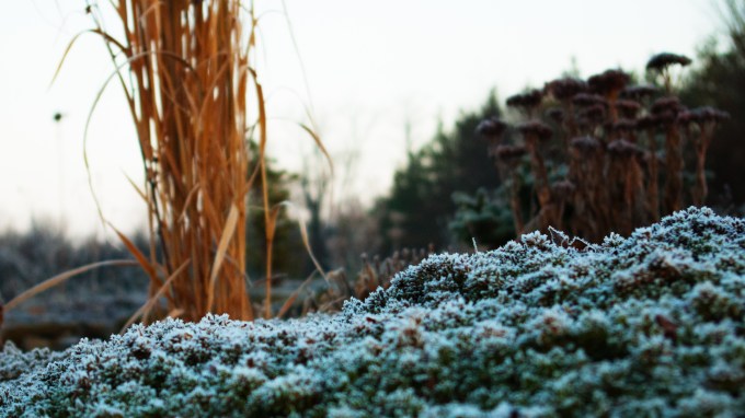 Veronica 'Whitley's Speedwell' January 28 2018