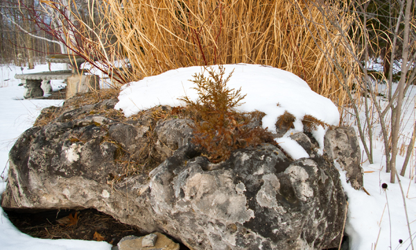 dwarf conifers on limestone boulder February 17 2018
