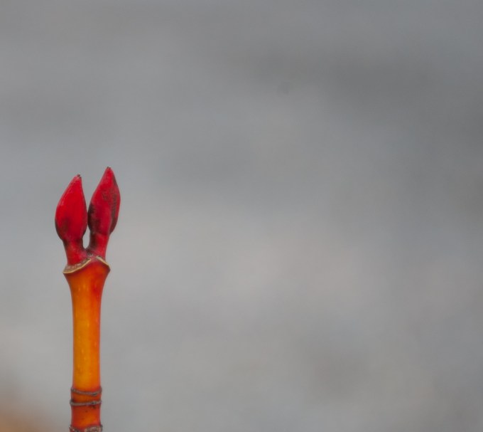 Acer pensylvanicum leaf bud March 30 2018 small