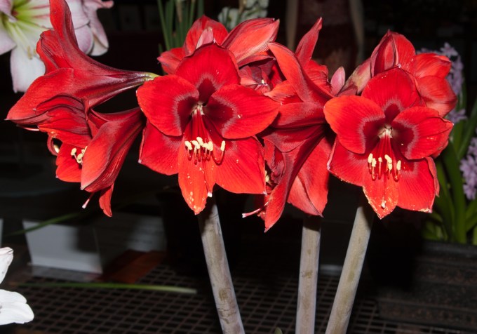 Amaryllis at Canada Blooms 1