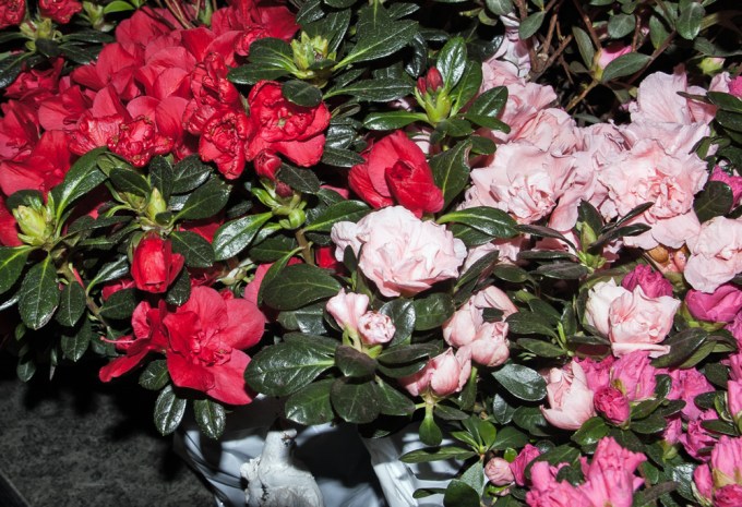 Azalea at Canada Blooms