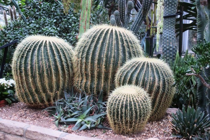 Cactus at Allan Gardens March 7 2018 small