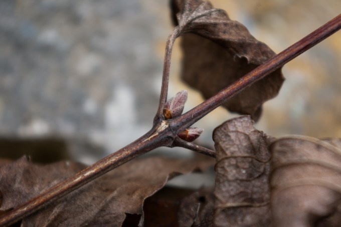 Clematic leaf bud March 30 2018 small