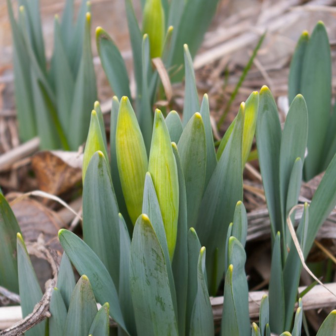 Daffodil flower buds March 30 2018 small