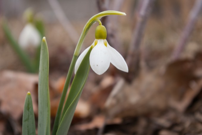 Galanthus elwesii March 30 2018 small