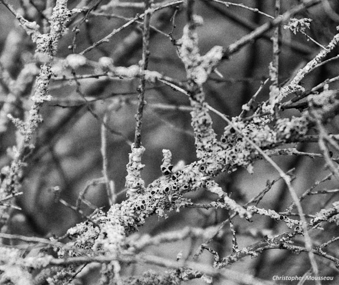 lichen covered Garland Spirea twigs March 30 2018 small b&amp;w 2