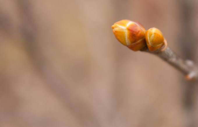 Lilac leaf bud March 30 2018 small