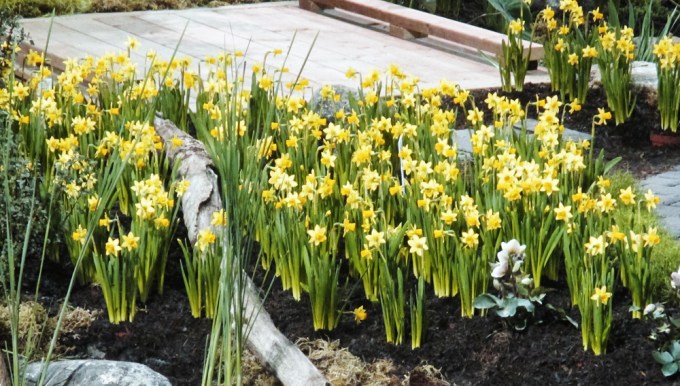 mini daffs at Canada Blooms March 2018