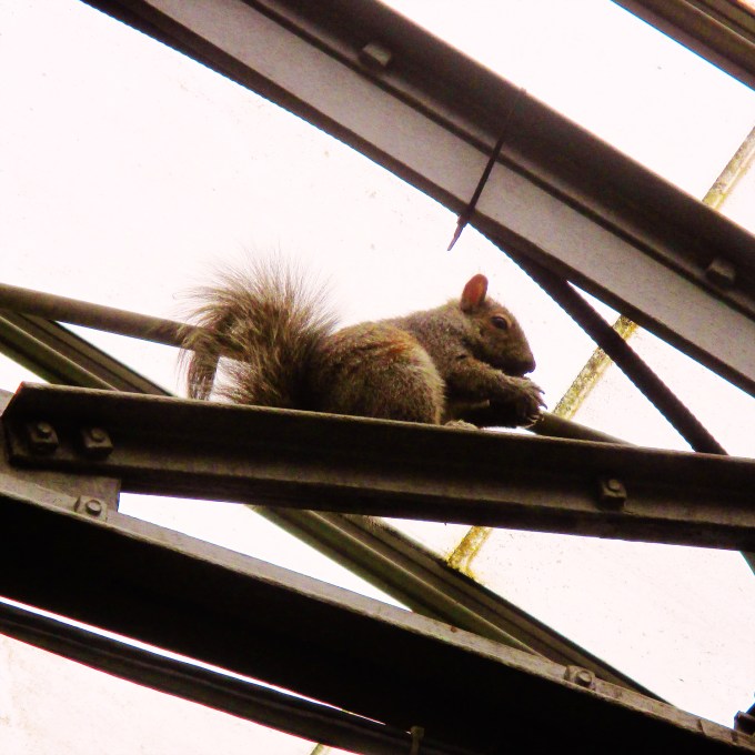 Squirrel at Alan Gardens
