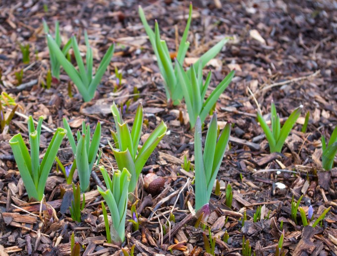 Allium and Chianodoxa April 14 2018