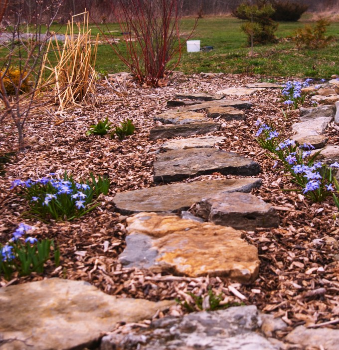 Chinaodoxa path April 28 2018