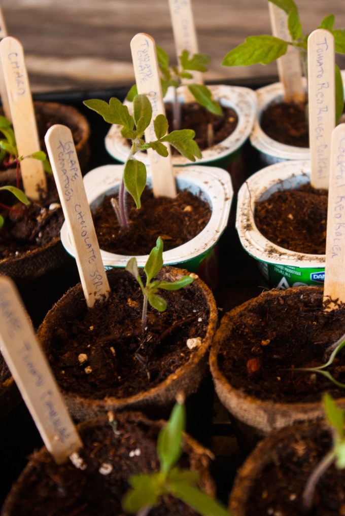 Chocolate Sprinkles grape tomatoe - yogurt vs Jiffee pot April 6 2018 1