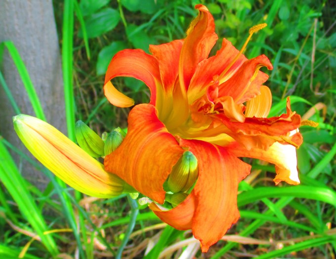 double orange daylily August 12 2017 small