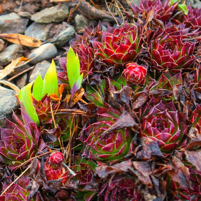 emerging Iris April 14 2018 b