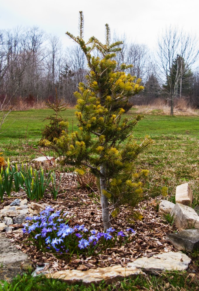 Korean Fir &amp; Chianodoxa April 28 2018