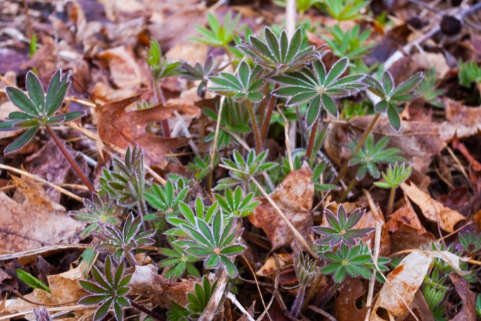 Lupins emerging April 28 2018 small