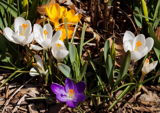 Multi coloured Crocus April 22 2018 small