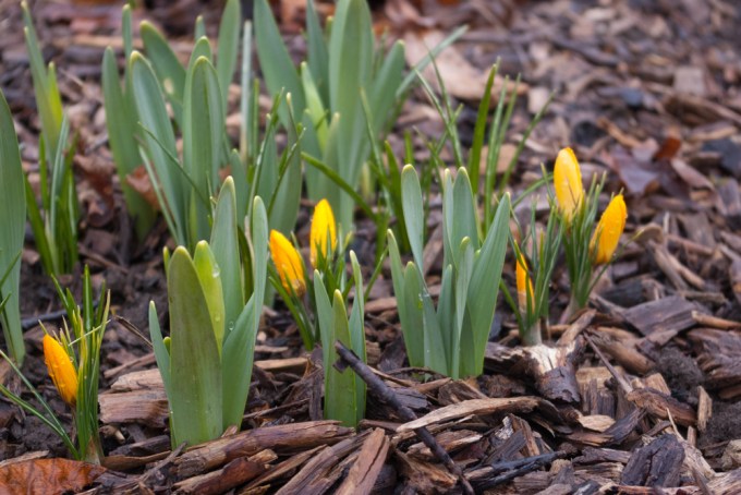 orange crocus and daffodils april 14 2018