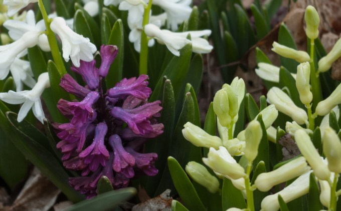 Purple Hyacinth April 28 2018