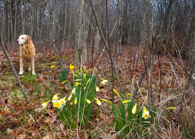 Shileau and daffs in woods April 28 2018