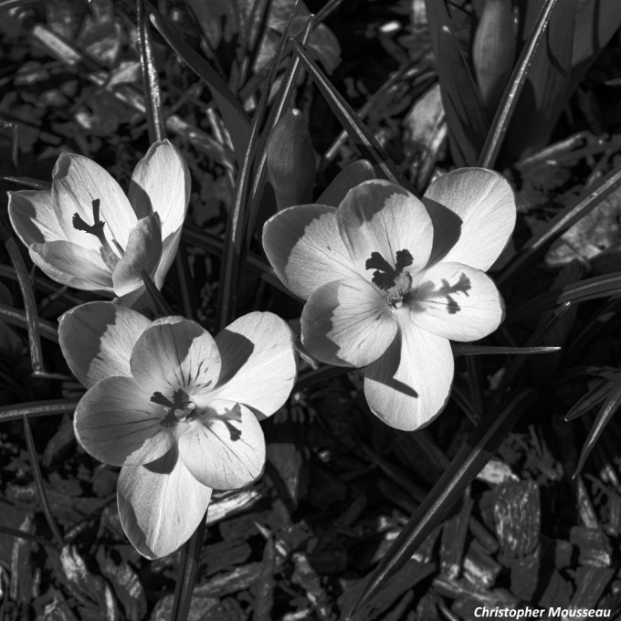 White Crocus April 21 2018 small B&amp;W sig