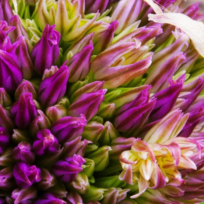 Allium Globemaster starting to open May 28 2018 b closeup
