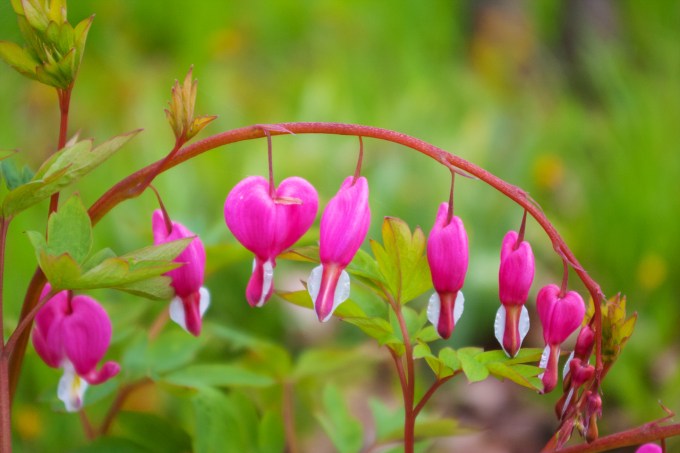 Bleeding Heart May 16 2018 small