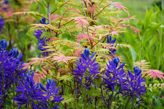 Camassia and Sorbaria May26 2018 small