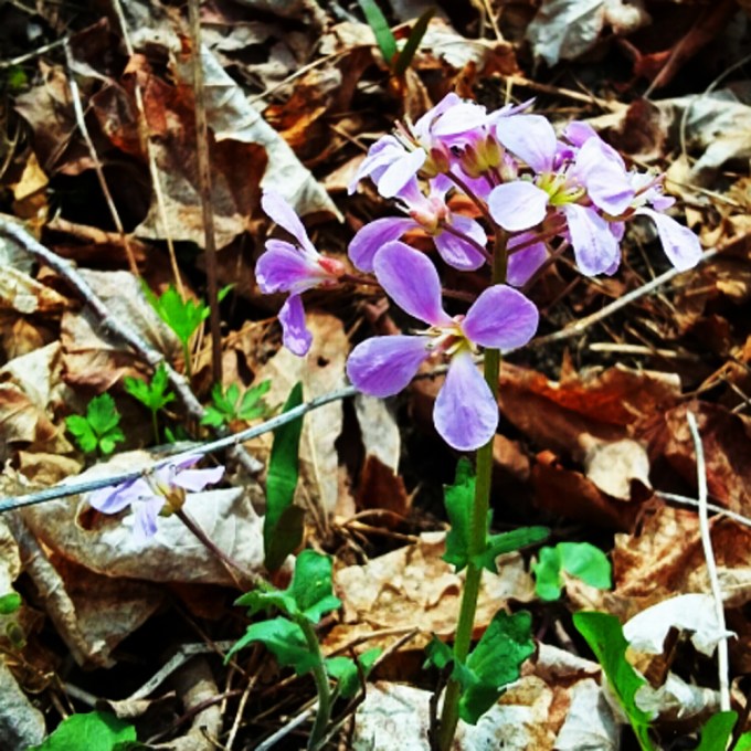 Cardamine douglassii May 6 2018