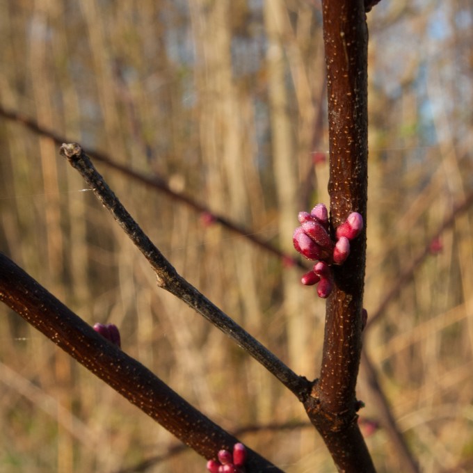 Cercis canadensis Redbud flower buds May 14 2018 small