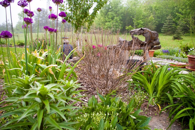 dead Caryopteris May 28 2018