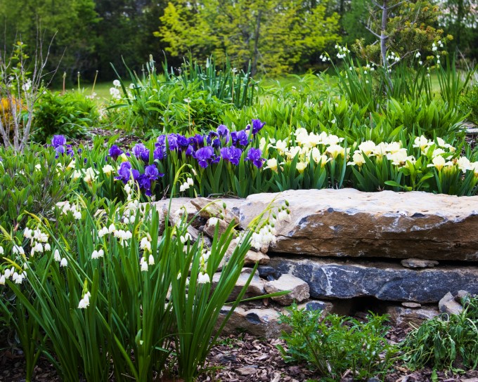 Dwarf Iris and Leucojum May 26 2018 small
