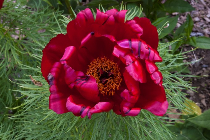 Fern Leaf Peony May 26 2018.jpg open small