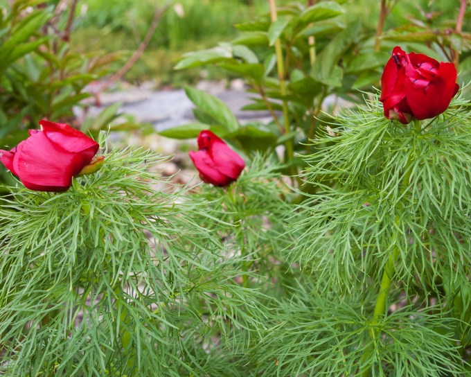 Fern Leaf Peony May 26 2018