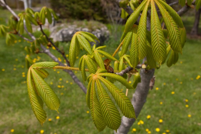 Horse Chestnut leaves opening May 1 2018 small