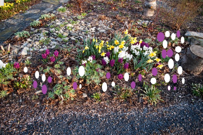 Hyacinth corner May 5 2018 paint 2