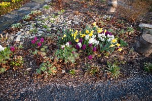 Hyacinth corner May 5 2018