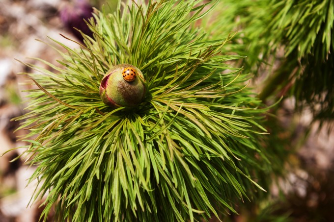 Ladybug on Fern Leaf Peony May 18 2018 small