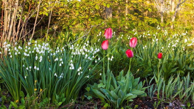 Leucojum and Tulips May 21 2018