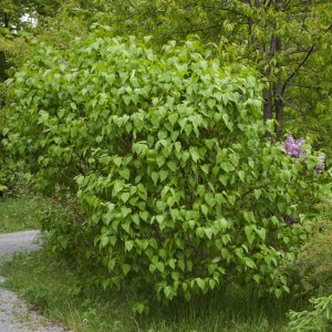 Lilac with no flowers May 28 2018