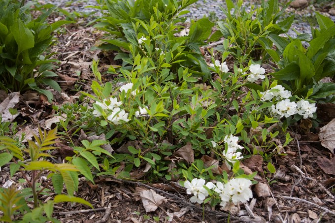 Pearl Bush Exochorda May 28 2018