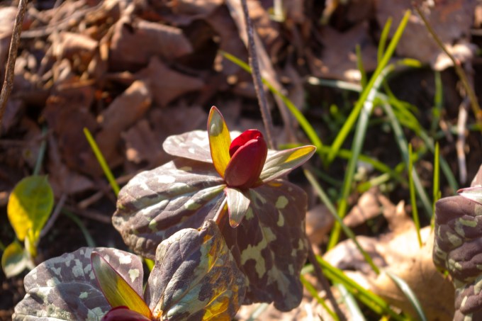 red Trillium May 6 2018.jpg small